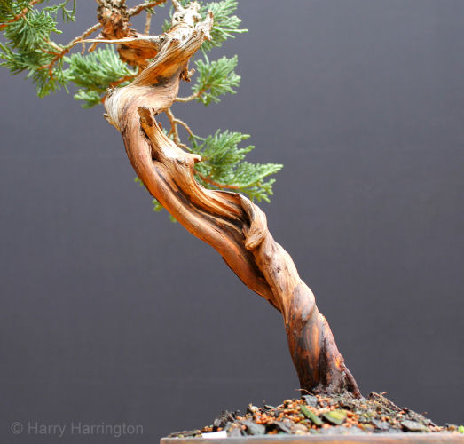 Juniper sabina literati bonsai